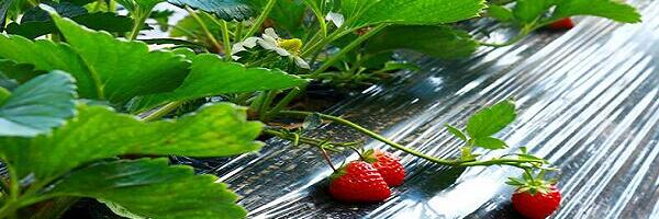 自然成熟高品质草莓