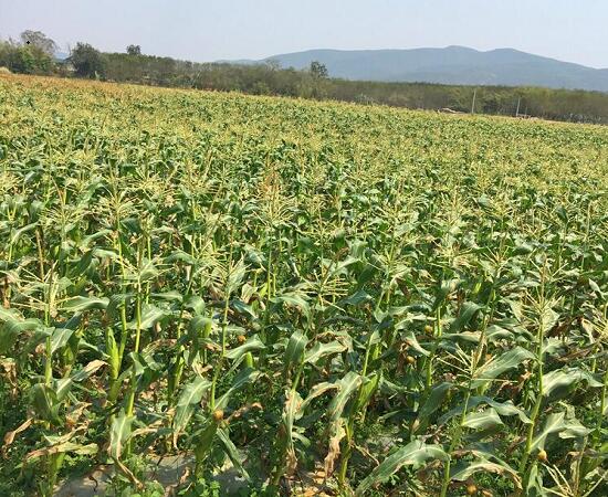玉米地种植